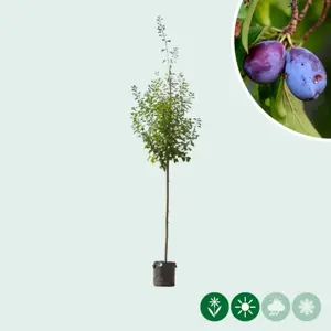 prunus d.  victoria