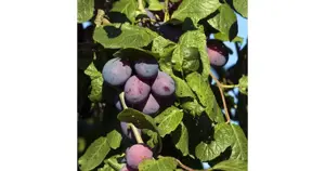 prunus jubileum st-julien