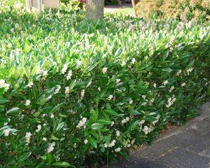prunus l.  otto luyken