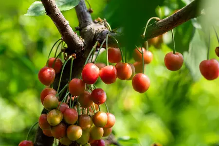 gisela 6 2-jarig vertakt - afbeelding 3