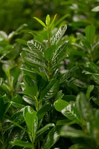 70-90 cm. C6.5 - afbeelding 3