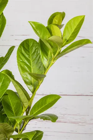 70-90 cm. C6.5 - afbeelding 5