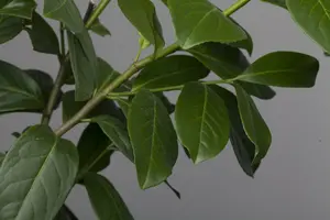 prunus laur.  novita 