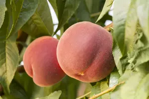 prunus persica  mme gaujard