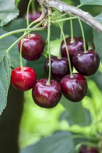 gisela 5 2-jarig vertakt - afbeelding 4