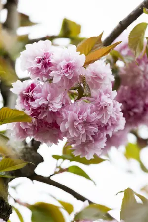 hoogst-8/10blw - afbeelding 5