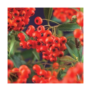 pyracantha cocc.  red column