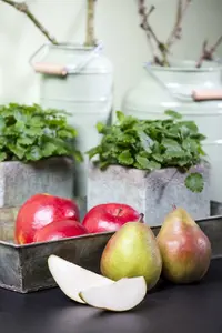 leivorm 2 geste - afbeelding 4