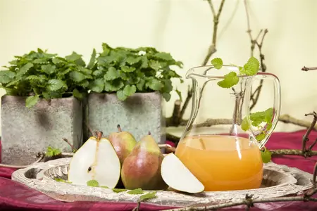 leivorm 2 geste - afbeelding 5