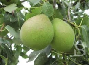 pyrus c.  saint rémy