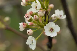 pyrus calleryana  chanticleer