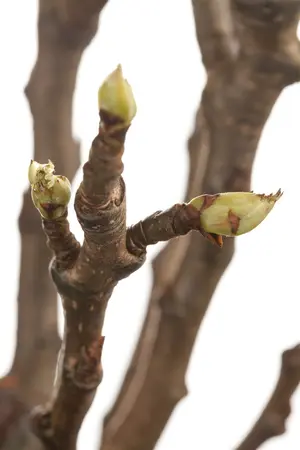 pyrus comm.  durondeau  - afbeelding 3