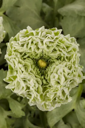 ranunculus - afbeelding 1