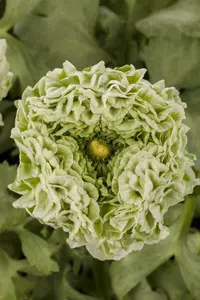 ranunculus - afbeelding 1
