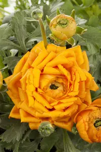 ranunculus - afbeelding 2