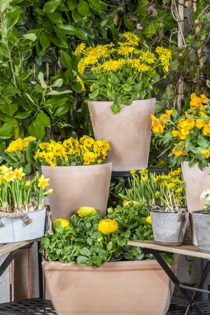 ranunculus - afbeelding 3