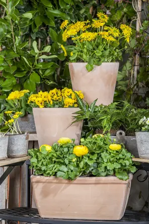 ranunculus - afbeelding 5