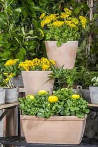 ranunculus - afbeelding 5