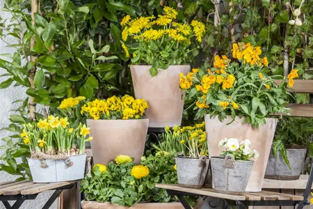 ranunculus - afbeelding 4