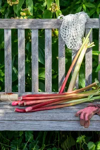 rheum rhabarbarum  frambozenrood - afbeelding 5