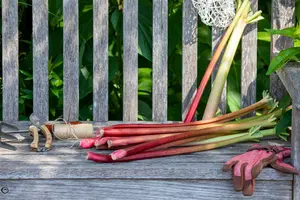 rheum rhabarbarum  frambozenrood - afbeelding 3