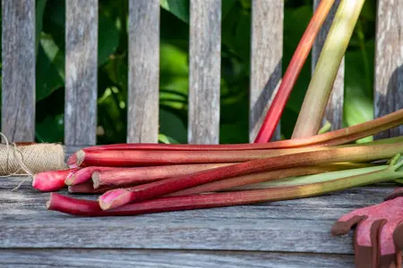 rheum rhabarbarum  frambozenrood - afbeelding 4