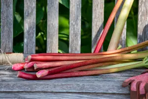 rheum rhabarbarum  frambozenrood - afbeelding 4