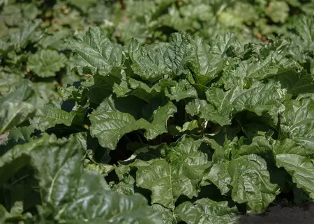 rheum rhabarbarum  frambozenrood - afbeelding 2