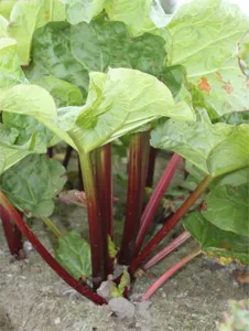 rheum rhabarbarum goliath