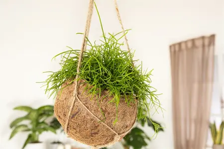 rhipsalis baccifera(r.cassutha) - afbeelding 4