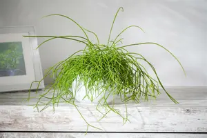 rhipsalis baccifera(r.cassutha)