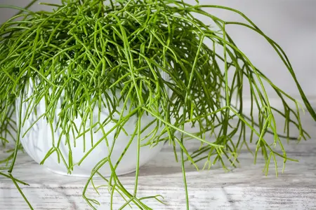 klein - afbeelding 2