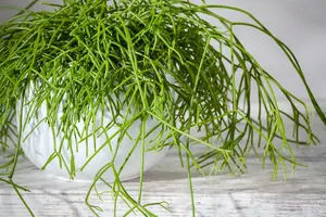 midden - afbeelding 2