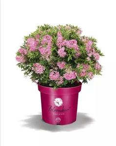 rhododendron bloombux