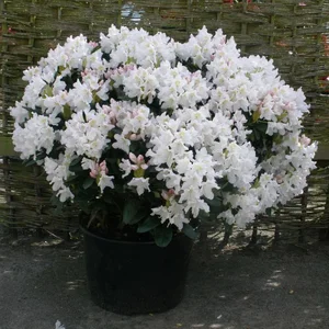 rhododendron cunninghams white