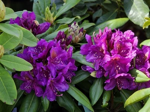 rhododendron marcel menard