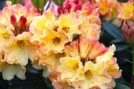 rhododendron nancy evans