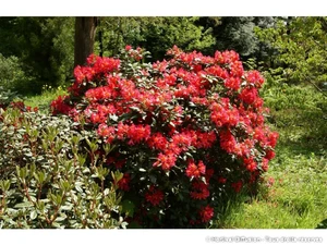 rhododendron scyphocalix