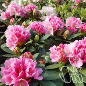 rhododendron (y) doc