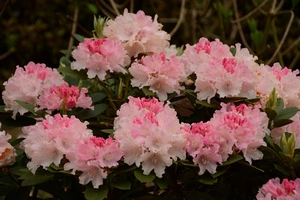 rhododendron (y) dreamland