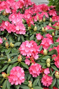 rhododendron (y) fantastica