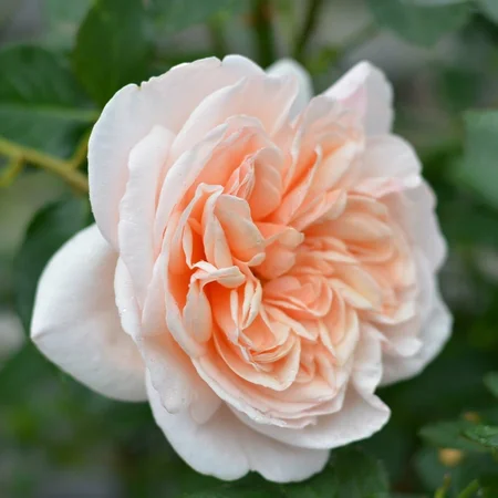 rosa  allegro cl