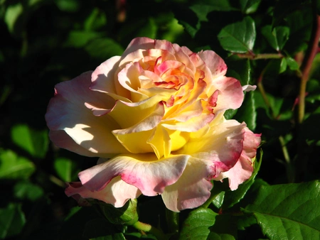 crème,geel en roze