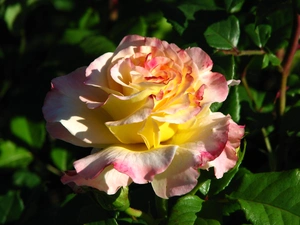 rosa aquarel