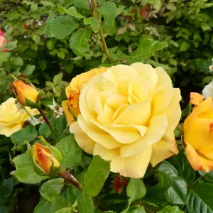 rosa arthur bell