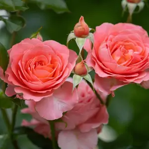 rosa azimut cl