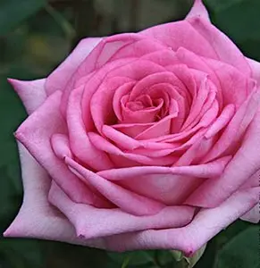 rosa beverly roze