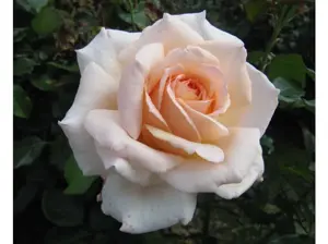 rosa chandos beauty pastelzalm