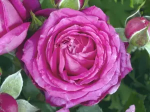 rosa claire marshall fuchsia