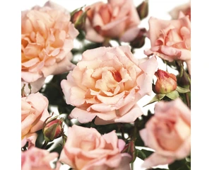 rosa compassion (k)